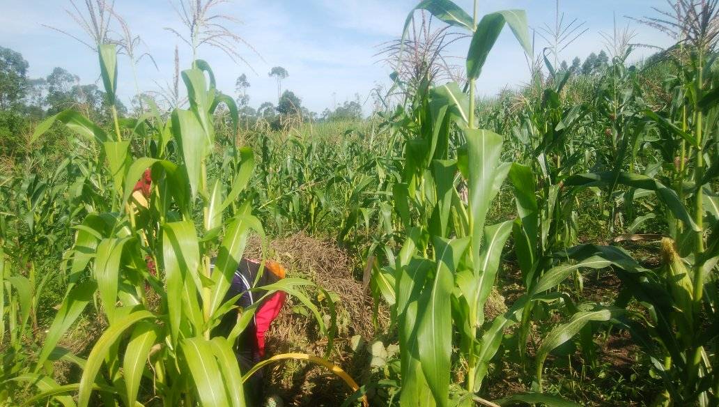 A field of maize growing tall under a blue sky on land farmed by Desire Child Care